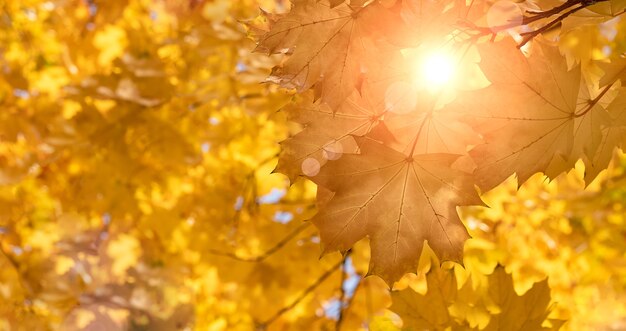 Herbstahornblatt und Sonnenstrahlen