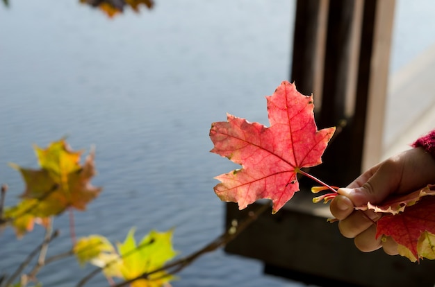 Herbstahornrotes Blatt in der Hand des Kindes vor dem Hintergrund des Wassers, Raum kopieren. Konzept hallo Herbst