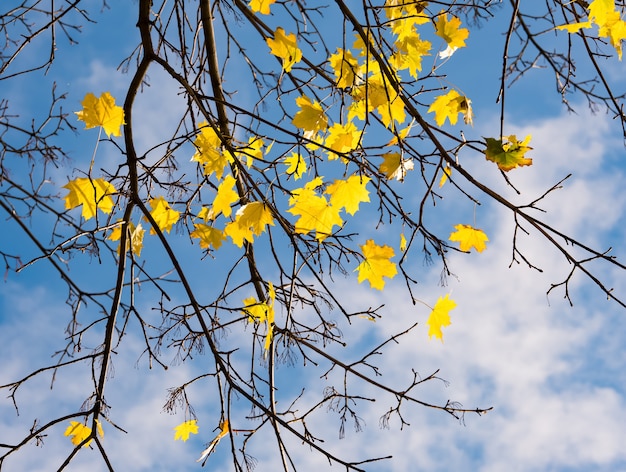 Herbstahornzweige über blauem Himmel