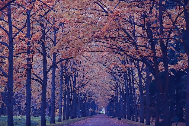 Herbstallee im Park / Herbstspaziergang im Stadtpark, Wochenenden alleine. Das Konzept der Ruhe und Herbstfrische zwischen Bäumen und Zweigen mit gelben Blättern