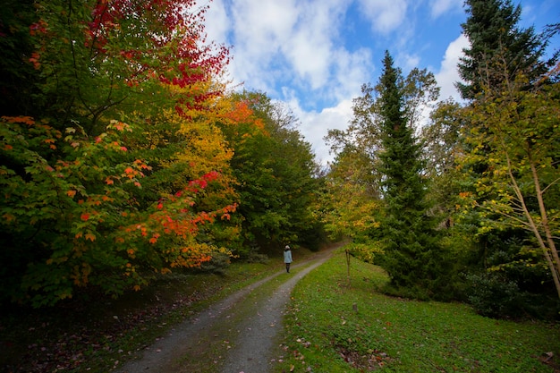 Herbstansicht im Belgrader Wald Türkisch Belgrad Ormani in Istanbul Türkei