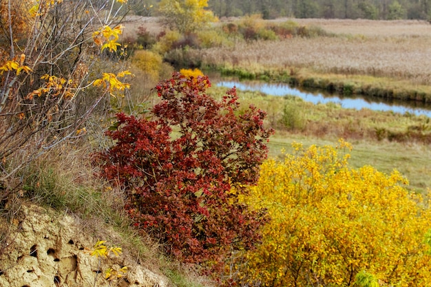 Herbstansicht mit einem Mahagonibaum am Fluss unter der goldenen Herbstvegetation. Malerische Herbstlandschaft