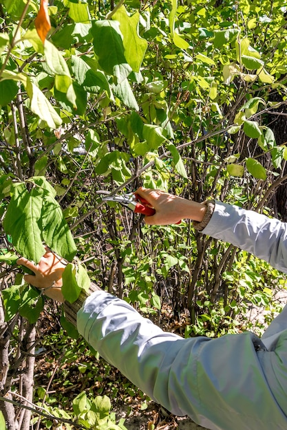 Herbstarbeit im Garten Eine Gärtnerin schneidet trockene Äste eines Zierstrauches