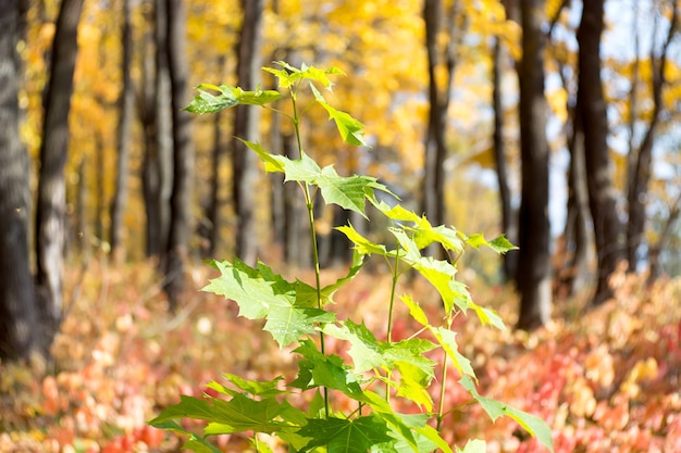 Herbstast des Baumes