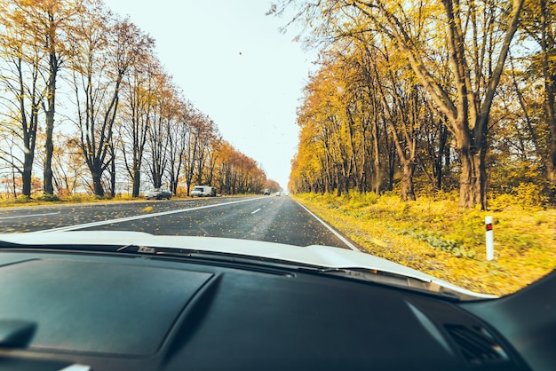 Herbstautoreise-Konzeptbäume mit gelben Blättern