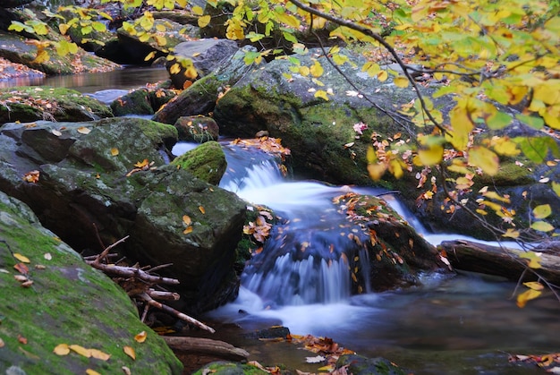 Herbstbach im Wald