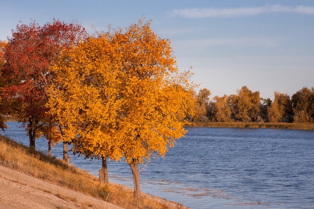 Herbstbäume am Flussufer, sonniger heller Tag.