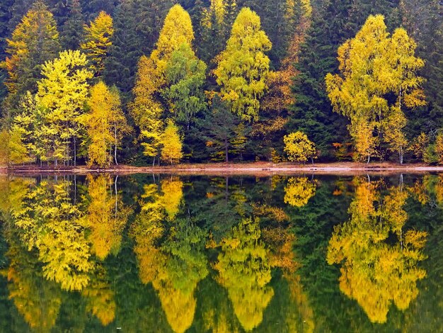 Foto herbstbäume am see