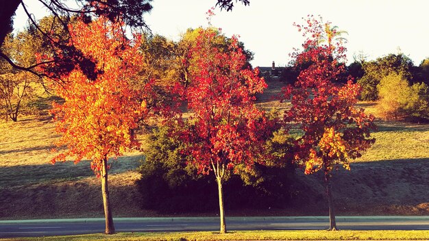 Foto herbstbäume auf dem feld an der straße