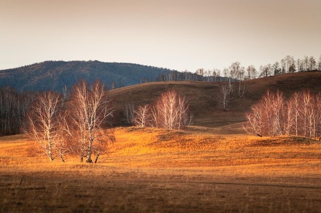 Herbstbäume auf den Hügeln mit trockenem Gras und gefallenen gelben Blättern bei Sonnenuntergang