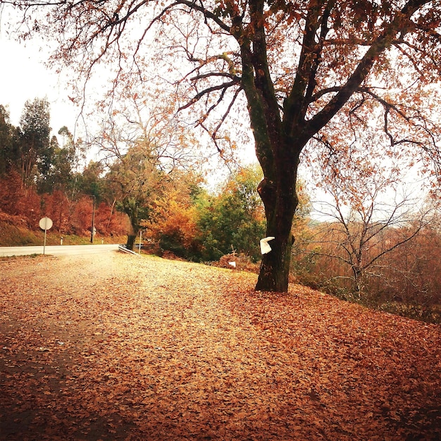 Foto herbstbäume, die im wald wachsen