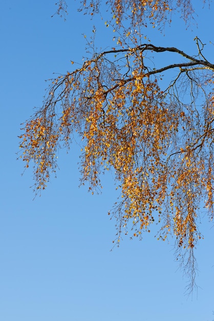 Herbstbäume Es ist Herbst