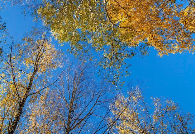 Herbstbäume gegen den blauen Himmel sehen oben an