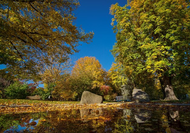 Foto herbstbäume gegen den himmel