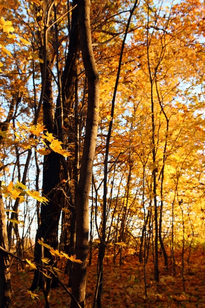 Herbstbäume im Abendlicht