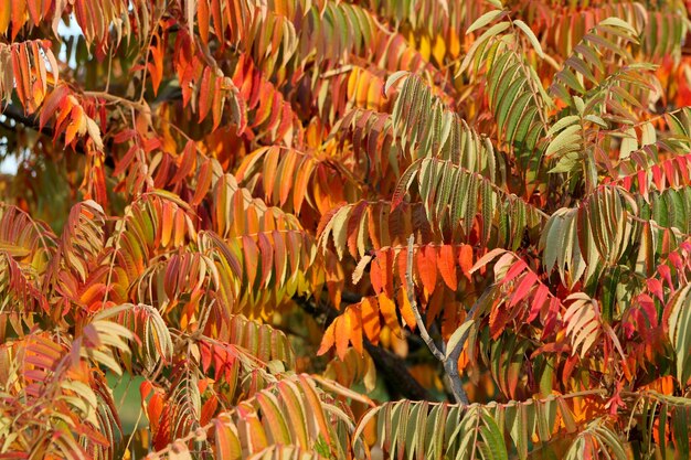 Herbstbäume im Park. Orangenblätter an einem Ast