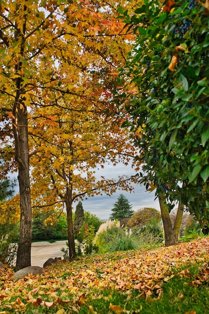 Foto herbstbäume im park.