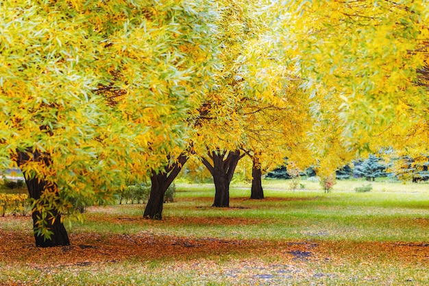 Herbstbäume im Stadtpark