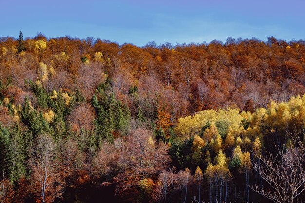 Herbstbäume im Wald gegen den Himmel