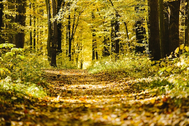 Herbstbäume im Wald mit goldenem Laub und einem Fußweg, der in den Wald führt