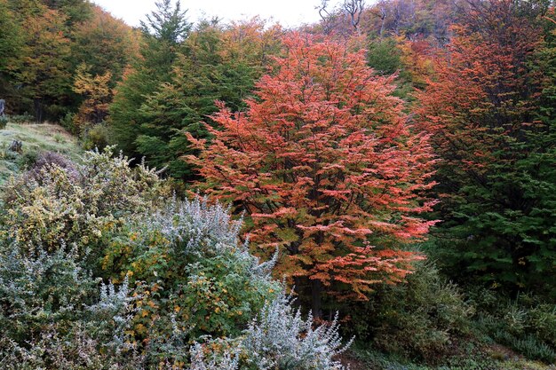 Foto herbstbäume im wald