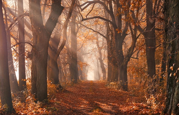 Foto herbstbäume in den strahlen der sonne