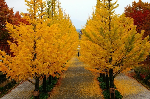 Herbstbäume in der Landschaft