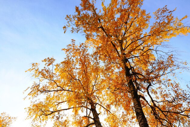 Herbstbäume mit gelbem Laub vor blauem Himmel