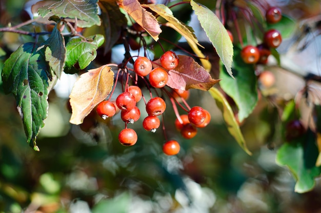 Herbstbäume mit roten Beeren an einem sonnigen Tag