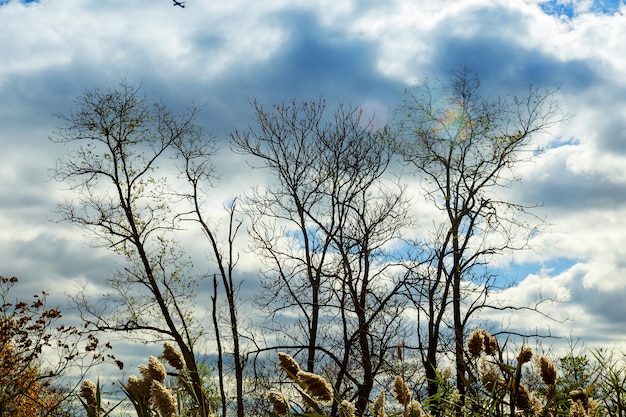 Herbstbäume ohne Blätter, bloßer Baum verzweigt die Eiche gegen den Himmel