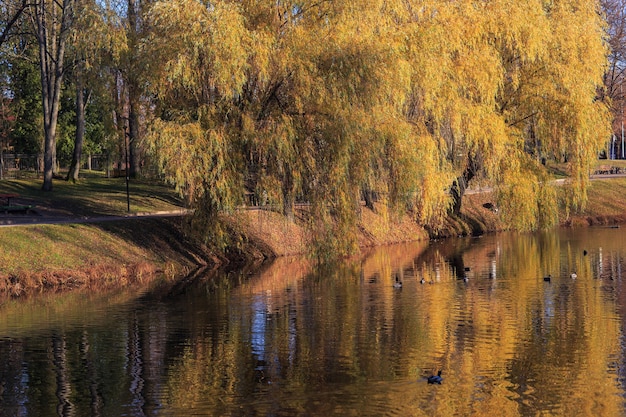 Herbstbäume spiegeln sich im Wasser