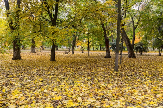 Herbstbäume und -blätter im stadtpark. herbstlandschaft