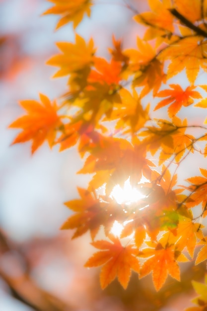 Herbstbäume verwischen Hintergrund