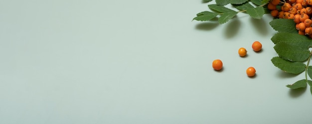 Herbstbanner-Komposition mit Vogelbeeren und Blättern Draufsicht auf pastellgrünem Hintergrund Kopierbereich