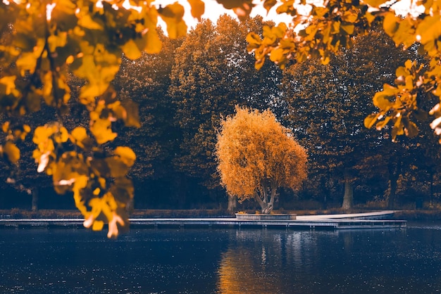 Herbstbaum am See