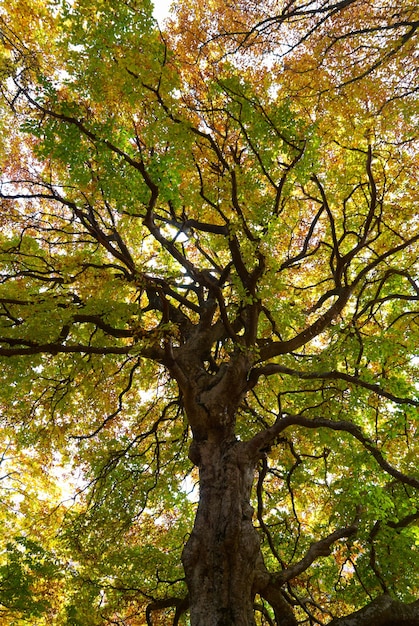 Herbstbaum am warmen sonnigen Tag