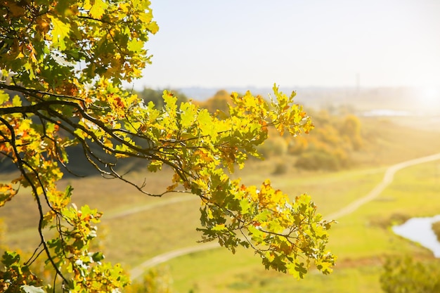 Herbstbaum mit gelben Blättern. Alte Eiche im Wald. Saisonales Konzept.