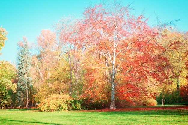 Herbstbaum mit goldenen Blättern und blauem Himmel am sonnigen Tag, Retro-Ton