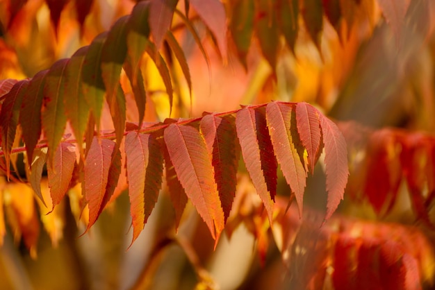 Herbstbaum mit großen leuchtend roten Blättern