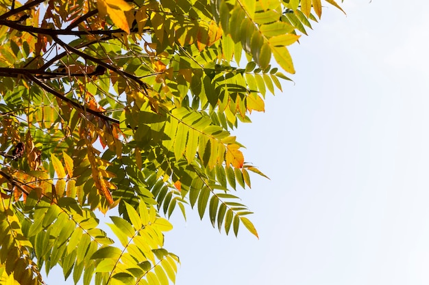 Herbstbaum mit Laub änderte die Farbe in der Herbstsaison, Nahaufnahme von Laubbäumen in der Herbstsaison während des Blattfalls, Natur