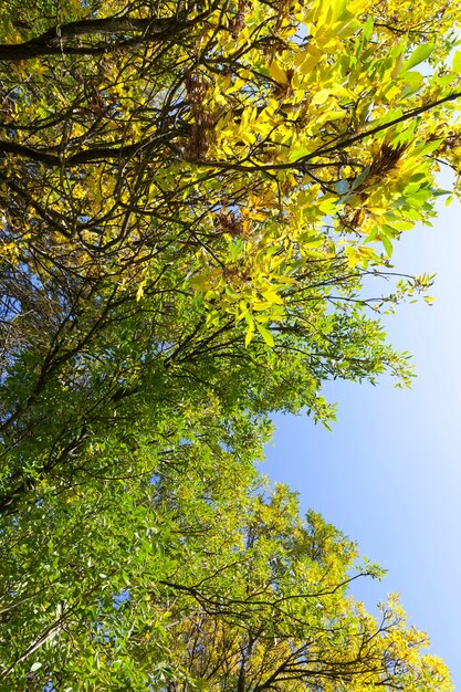 Herbstbaum mit Laub hat in der Herbstsaison seine Farbe geändert