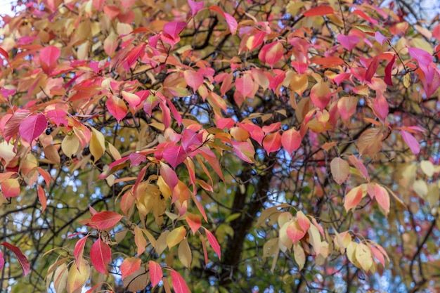 Herbstbaum mit rotem und gelbem Laub im Park Landschaftspark Kemeri Lettland Europa