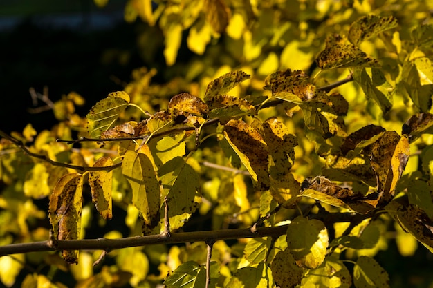 Herbstbaum. vergilbte Blätter an einem Baum