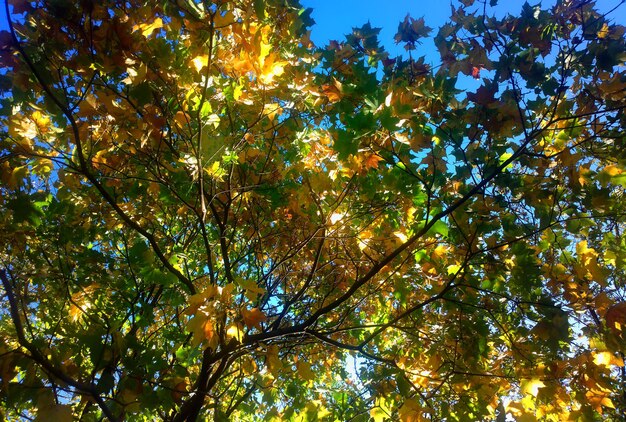 Herbstbaum von unten Lichtleckhintergrund