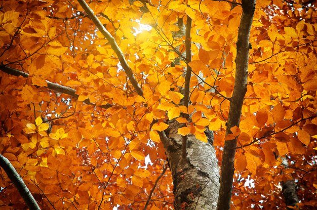 Herbstbaum. Zusammensetzung der Natur.