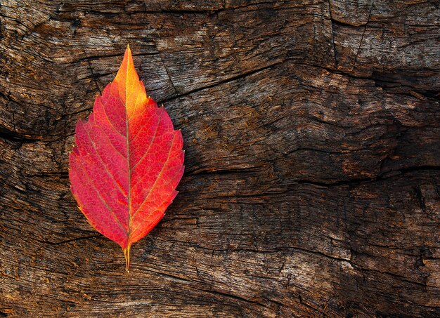 Herbstbaumblatt auf dunklem hölzernem Hintergrund