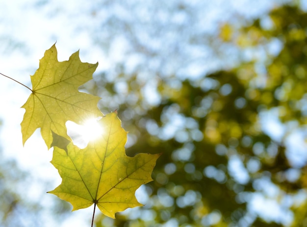 Herbstbaumzweige auf Himmelhintergrund