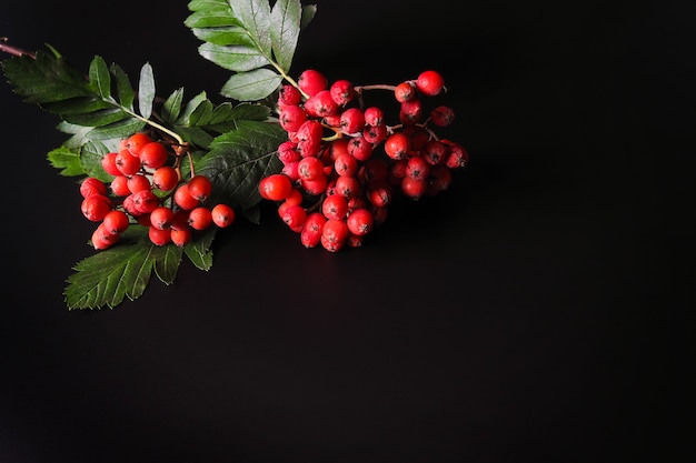 Herbstbeeren auf schwarzem Hintergrund. Erntezeit. Platz kopieren