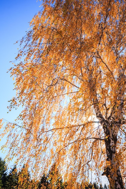 Herbstbirkenhain mit gelben Blättern