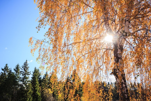 Herbstbirkenhain mit gelben Blättern